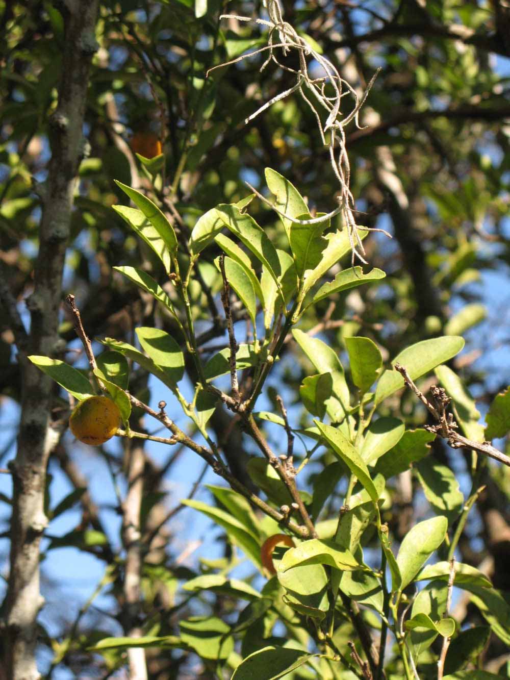            Sun leaves (Winter Haven, FL)   